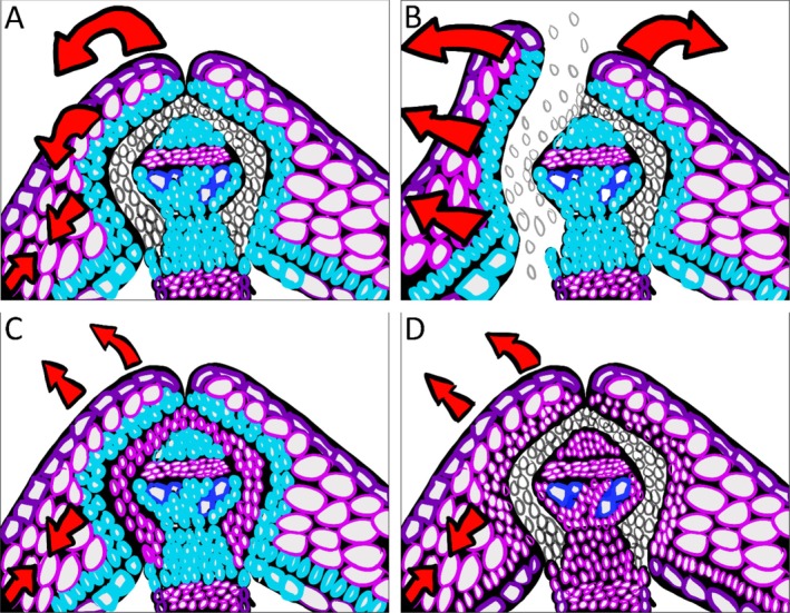 The Shock of Shatter: Understanding Silique and Silicle Dehiscence for Improving Oilseed Crops in Brassicaceae.