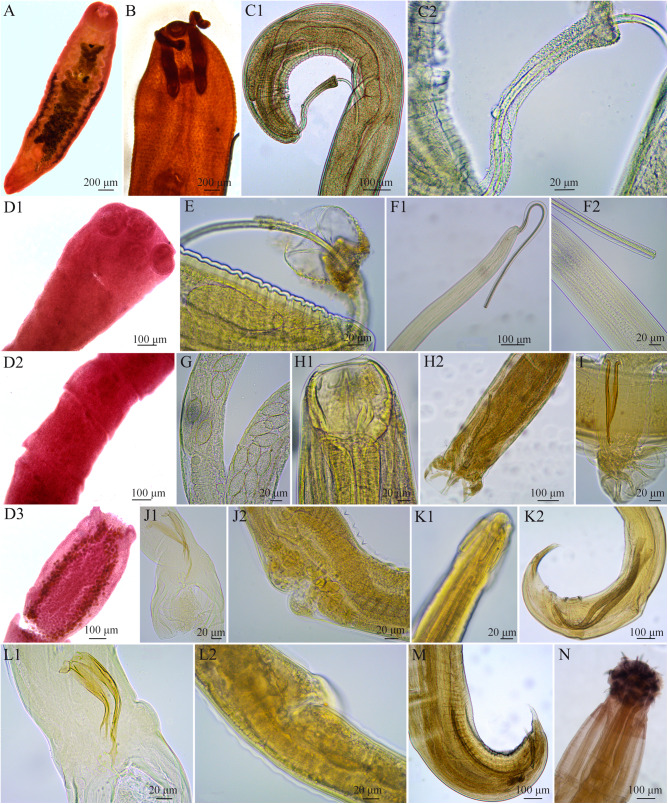 Helminths assemblage in two opossum's species, <i>Didelphis albiventris</i> and <i>Didelphis aurita</i> (Mammalia: Didelphimorphia), from the Atlantic Forest of Argentina.