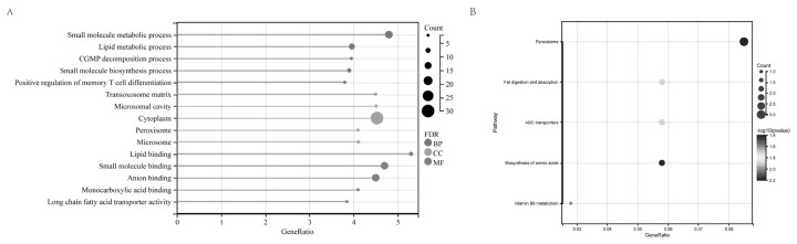 Transcriptome analysis of liver and ileum reveals potential regulation of long non-coding RNA in pigs with divergent feed efficiency.