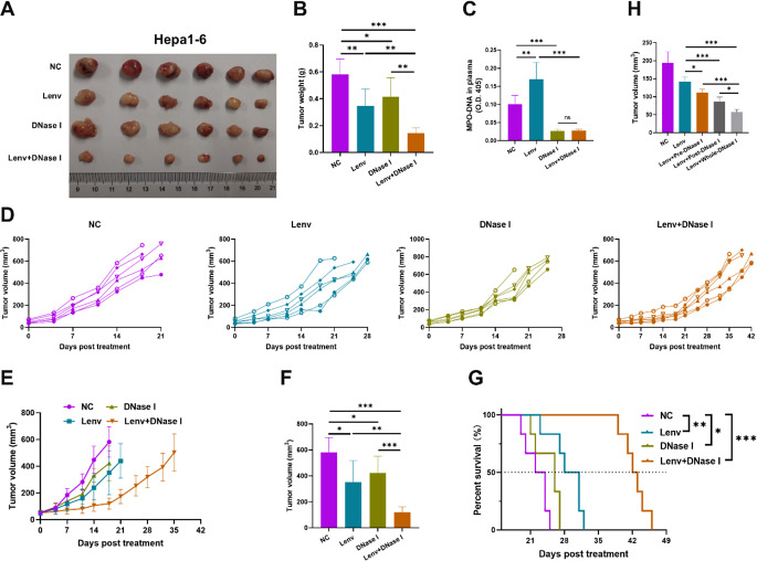 Lenvatinib-activated NDUFA4L2/IL33/PADI4 pathway induces neutrophil extracellular traps that inhibit cuproptosis in hepatocellular carcinoma.