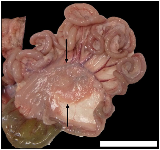 Mesenteric lymphatic malformation with chylothorax in a cat.