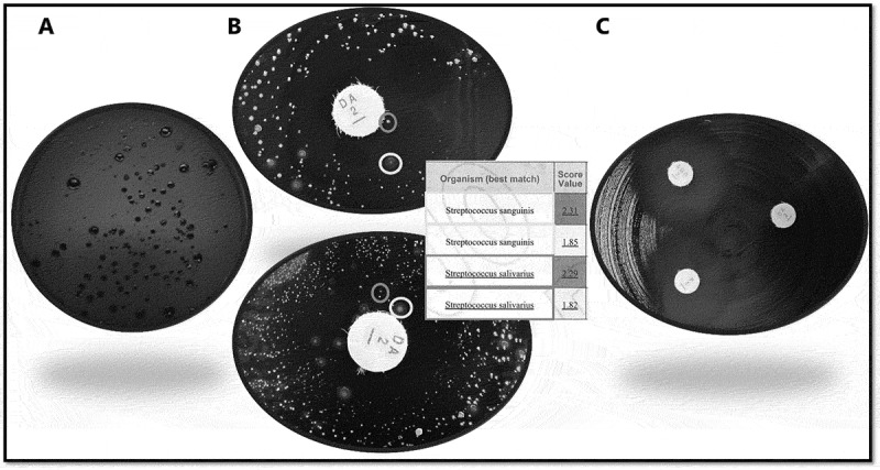 High prevalence of antibiotic resistance of <i>Streptococcus</i> species in saliva from non-hospitalized adults - a pilot study.