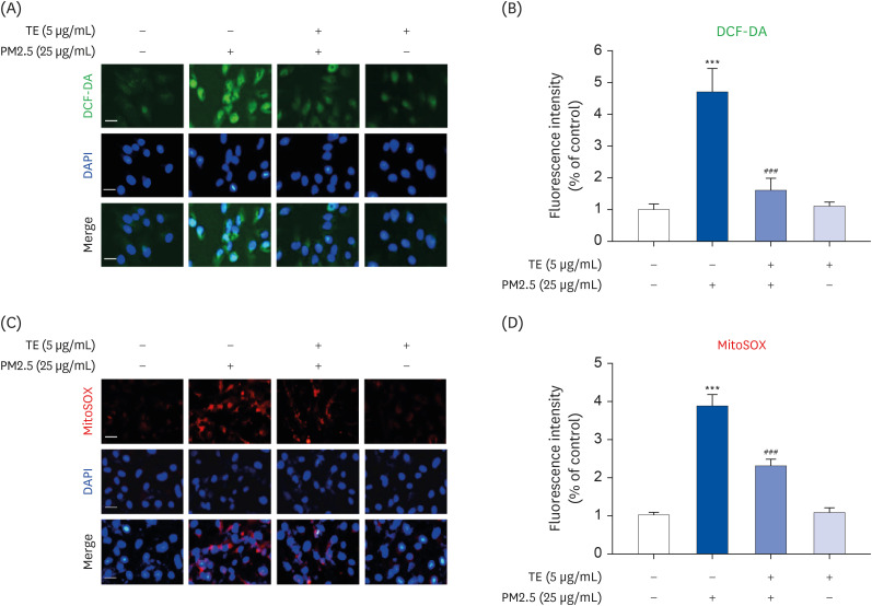 <i>Tagetes erecta</i> Linn flower extract inhibits particulate matter 2.5-promoted epithelial-mesenchymal transition by attenuating reactive oxygen species generation in human retinal pigment epithelial ARPE-19 cells.