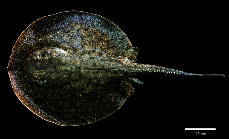 First report of Vandellia sp. parasiting the Raspy river stingray Potamotrygon scobina in the Amazon basin.