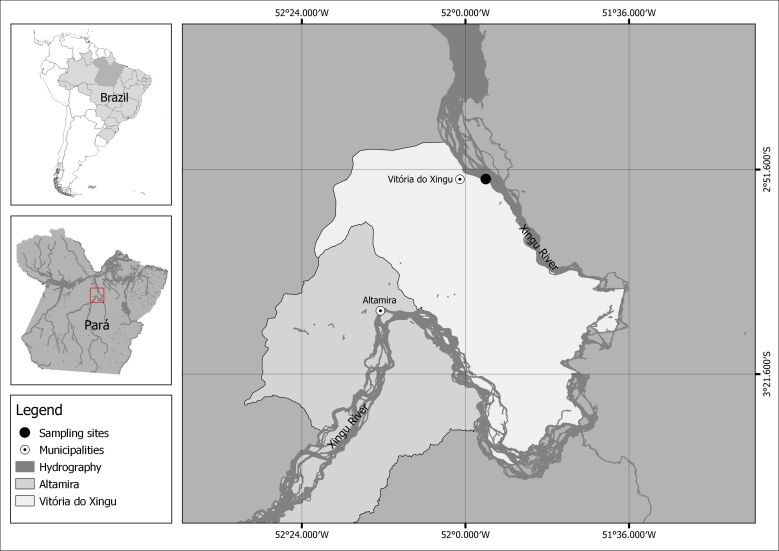 First report of Vandellia sp. parasiting the Raspy river stingray Potamotrygon scobina in the Amazon basin.