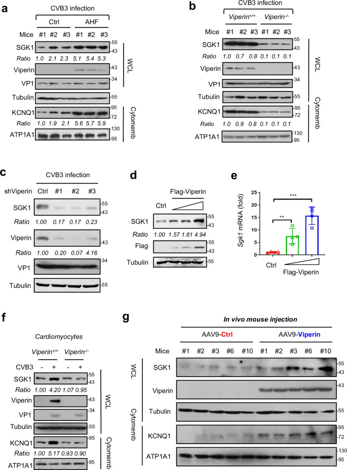 Targeting Viperin prevents coxsackievirus B3-induced acute heart failure.
