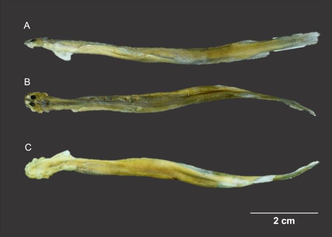 First report of Vandellia sp. parasiting the Raspy river stingray Potamotrygon scobina in the Amazon basin.