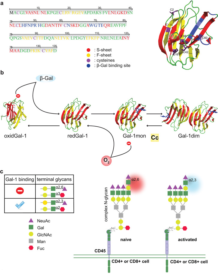 The sweet and the bitter sides of galectin-1 in immunity: its role in immune cell functions, apoptosis, and immunotherapies for cancer with a focus on T cells.