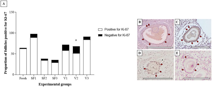 Evaluation of Different Cryoprotectant Combinations in Vitrification and Slow Freezing for Ovarian Tissue Preservation in Domestic Cats.