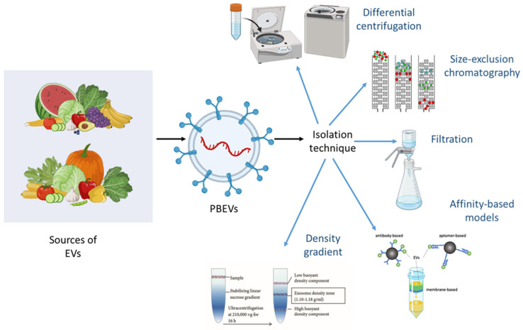 Stability Dynamics of Plant-Based Extracellular Vesicles Drug Delivery.