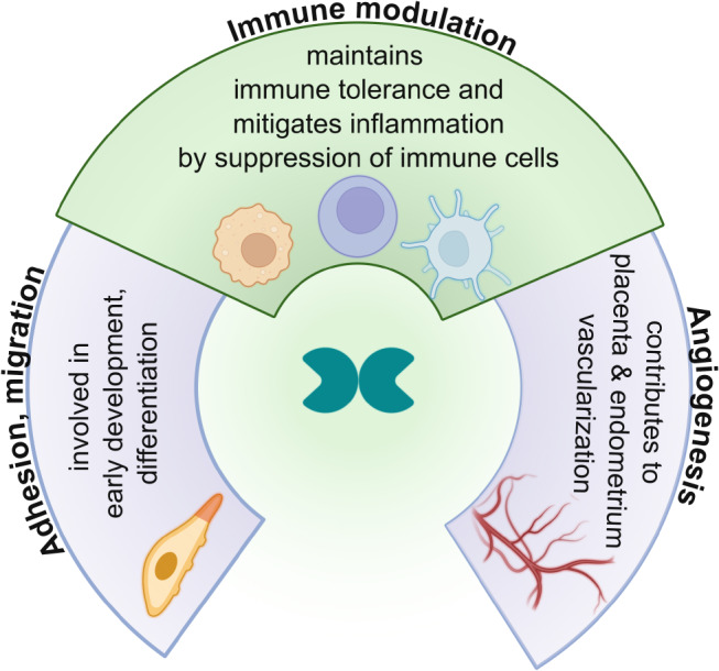 The sweet and the bitter sides of galectin-1 in immunity: its role in immune cell functions, apoptosis, and immunotherapies for cancer with a focus on T cells.