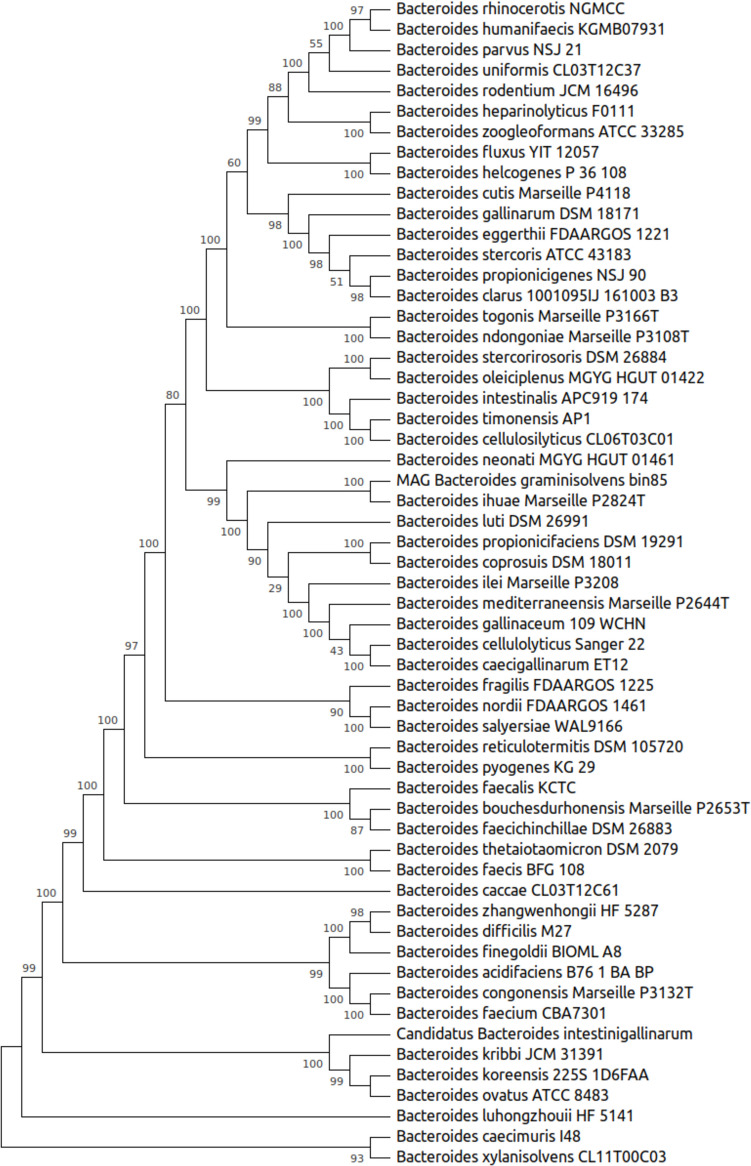 Exploring the Probiotic Potential of Bacteroides spp. Within One Health Paradigm.