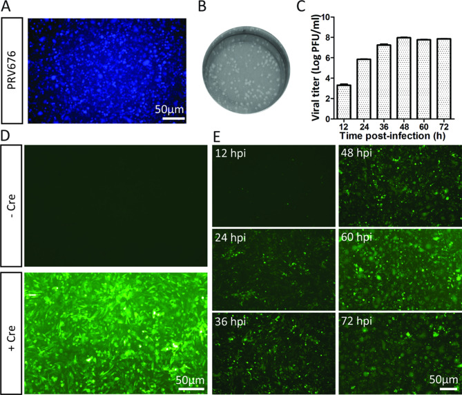 Development of Cre-dependent retrograde trans-multisynaptic tracer based on pseudorabies virus bartha strain.