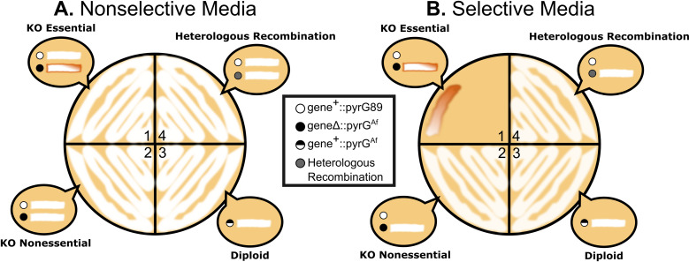 Trafficking of the telomerase RNA using a novel genetic approach.