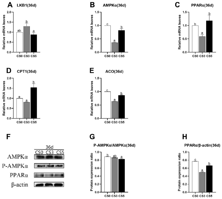 Intermittent cold stimulation acclimates broilers to acute cold stress by affecting cardiac lipid metabolism.