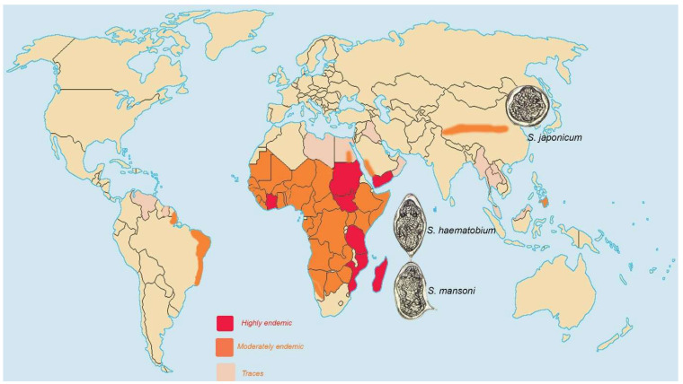 Global Landscape of Infection-Induced Pulmonary Hypertension.