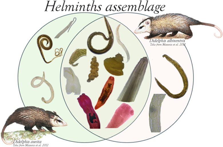 Helminths assemblage in two opossum's species, <i>Didelphis albiventris</i> and <i>Didelphis aurita</i> (Mammalia: Didelphimorphia), from the Atlantic Forest of Argentina.