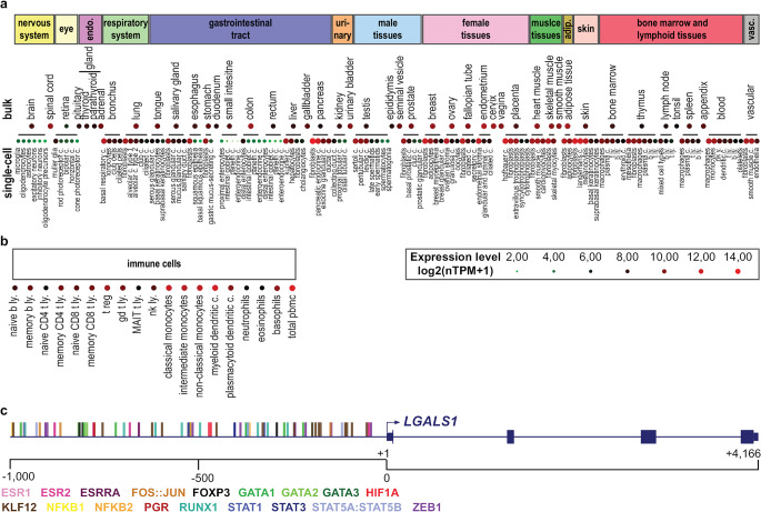 The sweet and the bitter sides of galectin-1 in immunity: its role in immune cell functions, apoptosis, and immunotherapies for cancer with a focus on T cells.