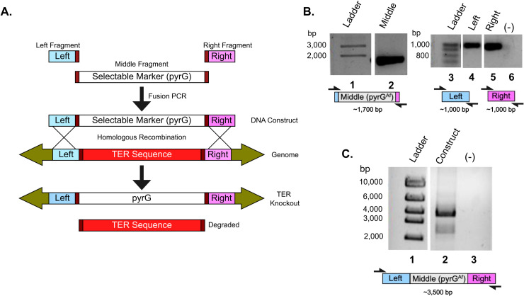Trafficking of the telomerase RNA using a novel genetic approach.