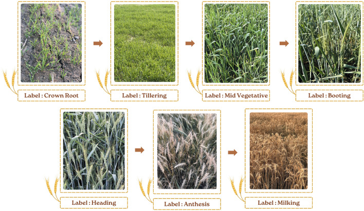 Novel hybrid transfer neural network for wheat crop growth stages recognition using field images.