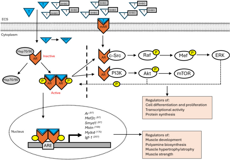 The role of androgens and global and tissue-specific androgen receptor expression on body composition, exercise adaptation, and performance.