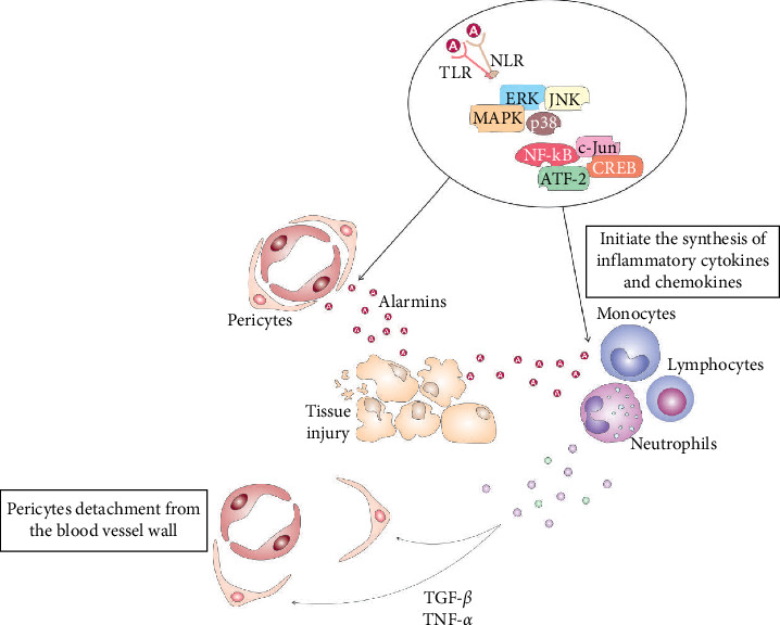An Interplay Between Pericytes, Mesenchymal Stem Cells, and Immune Cells in the Process of Tissue Regeneration.