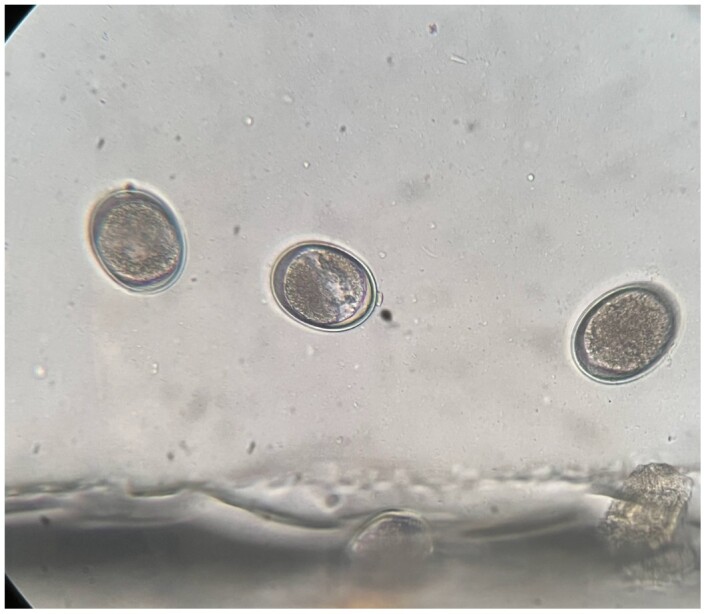 <i>Ascaris lumbricoides</i> infection in captive black sakis (<i>Chiroptes utahickae</i>): a case report and implications for zoonotic transmission.