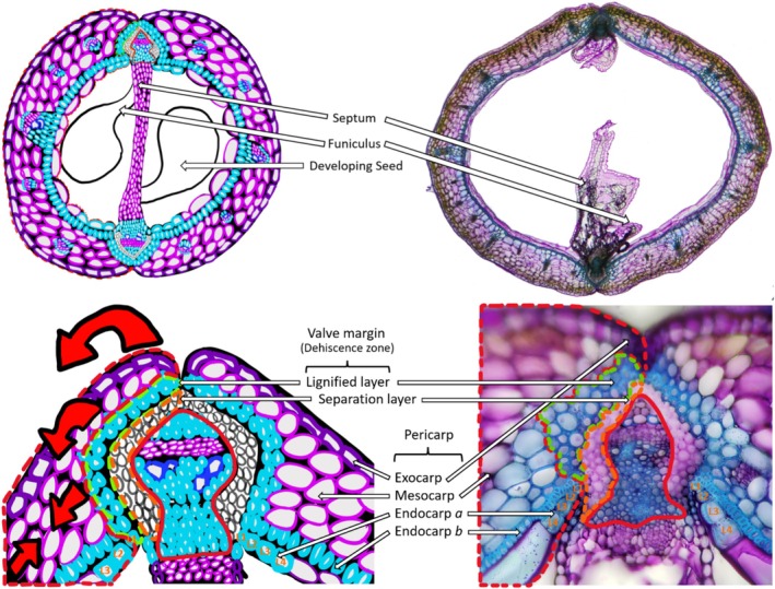 The Shock of Shatter: Understanding Silique and Silicle Dehiscence for Improving Oilseed Crops in Brassicaceae.