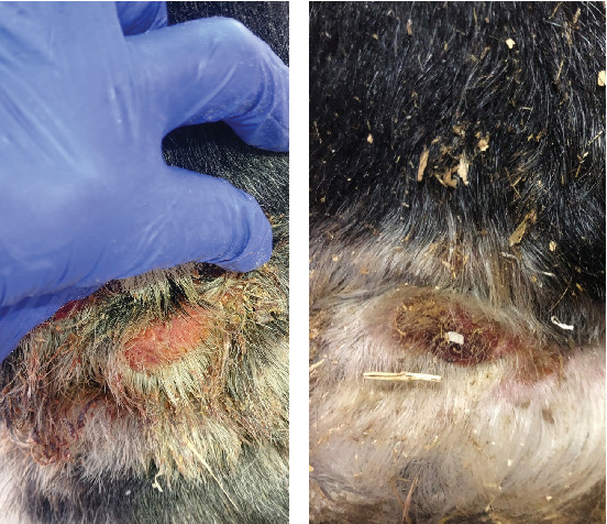 Comparative Efficacy of Topical Pyrethroids and Benzoyl Peroxide for Treating Chorioptic Mange in Spanish-Breton Horses.