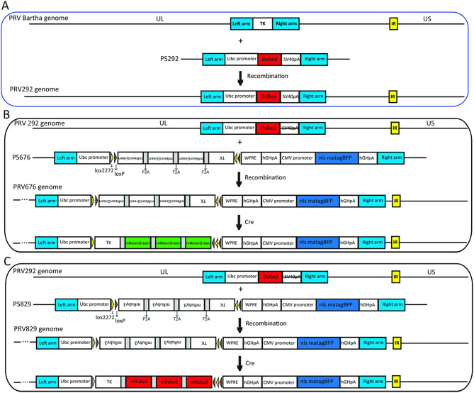 Development of Cre-dependent retrograde trans-multisynaptic tracer based on pseudorabies virus bartha strain.