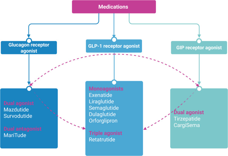 Dual and Triple Gut Peptide Agonists on the Horizon for the Treatment of Type 2 Diabetes and Obesity. An Overview of Preclinical and Clinical Data.
