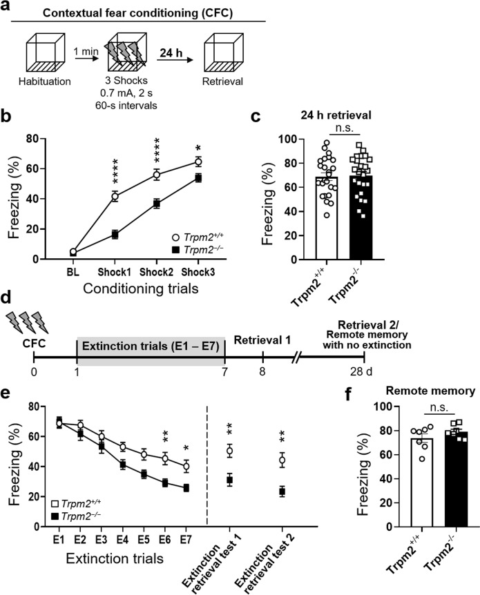 Correction: Extinction of contextual fear memory is facilitated in TRPM2 knockout mice.