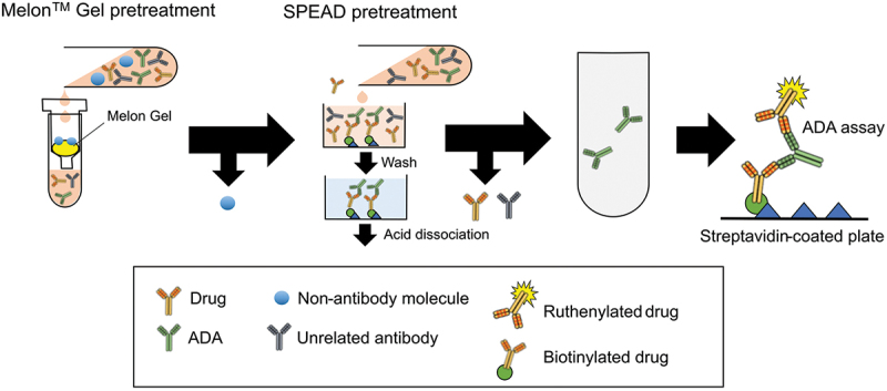 Development and validation of an antidrug antibody assay for TRK-950 using Melon™ gel and SPEAD pretreatment.