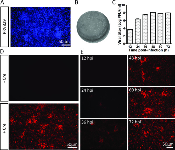 Development of Cre-dependent retrograde trans-multisynaptic tracer based on pseudorabies virus bartha strain.
