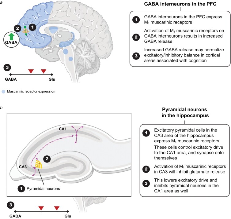From theory to therapy: unlocking the potential of muscarinic receptor activation in schizophrenia with the dual M1/M4 muscarinic receptor agonist xanomeline and trospium chloride and insights from clinical trials.