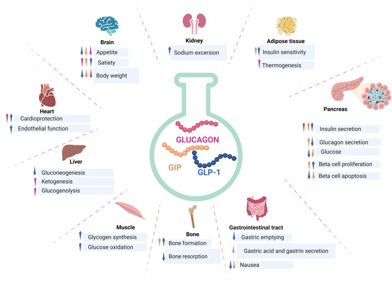 Dual and Triple Gut Peptide Agonists on the Horizon for the Treatment of Type 2 Diabetes and Obesity. An Overview of Preclinical and Clinical Data.
