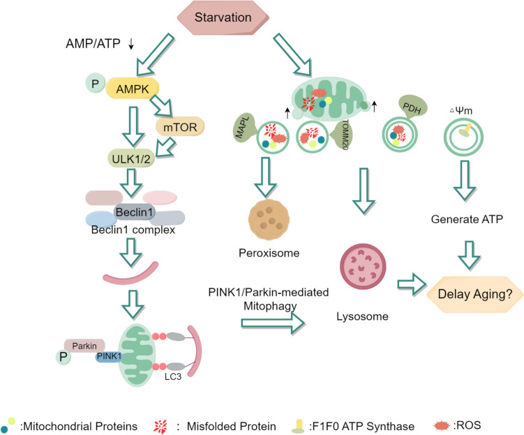 Energy Metabolism and Brain Aging: Strategies to Delay Neuronal Degeneration.