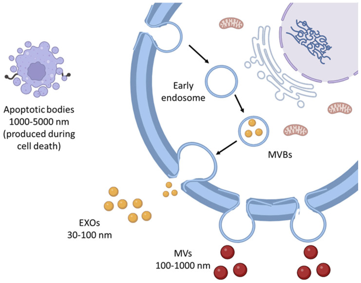 Stability Dynamics of Plant-Based Extracellular Vesicles Drug Delivery.