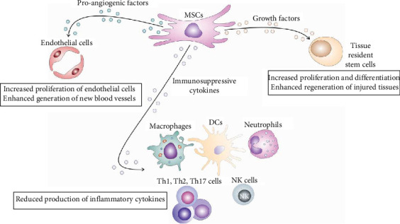 An Interplay Between Pericytes, Mesenchymal Stem Cells, and Immune Cells in the Process of Tissue Regeneration.