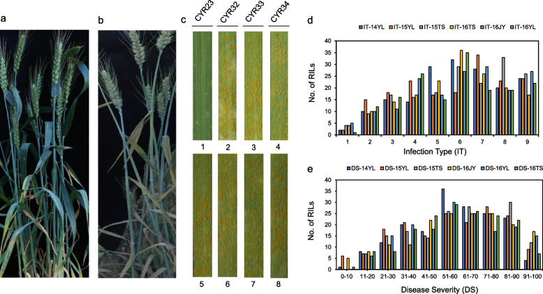 Rapid isolation of Yr9 via MutIsoSeq and QTL analysis of durable stripe rust resistance in wheat cultivar Xingzi 9104.