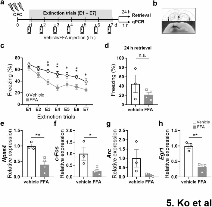 Correction: Extinction of contextual fear memory is facilitated in TRPM2 knockout mice.