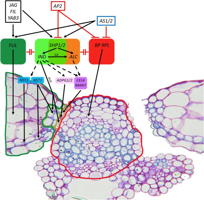 The Shock of Shatter: Understanding Silique and Silicle Dehiscence for Improving Oilseed Crops in Brassicaceae.