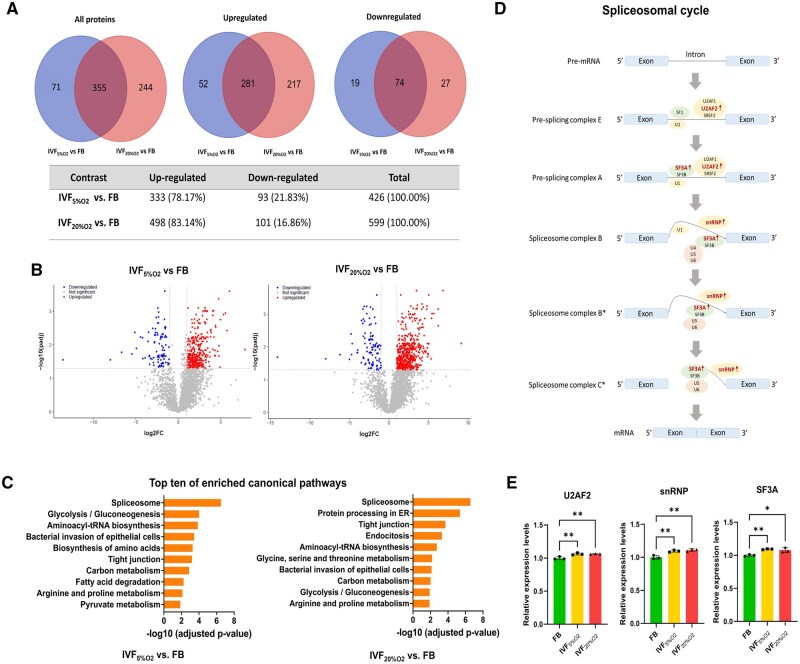 Proteomic and metabolomic insights into oxidative stress response activation in mouse embryos generated by <i>in vitro</i> fertilization.