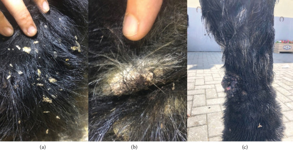 Comparative Efficacy of Topical Pyrethroids and Benzoyl Peroxide for Treating Chorioptic Mange in Spanish-Breton Horses.