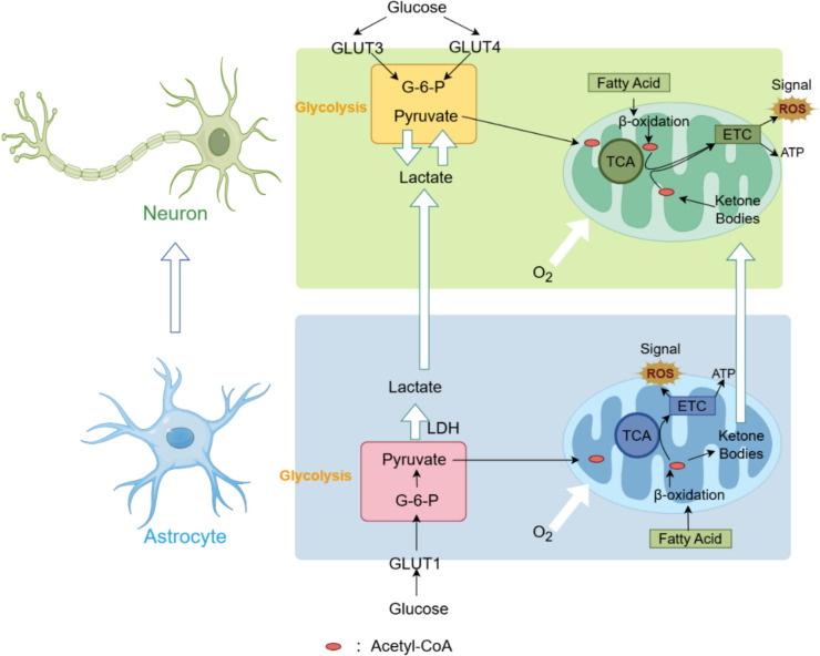 Energy Metabolism and Brain Aging: Strategies to Delay Neuronal Degeneration.