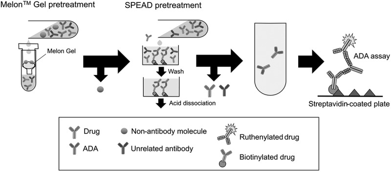 Development and validation of an antidrug antibody assay for TRK-950 using Melon™ gel and SPEAD pretreatment.