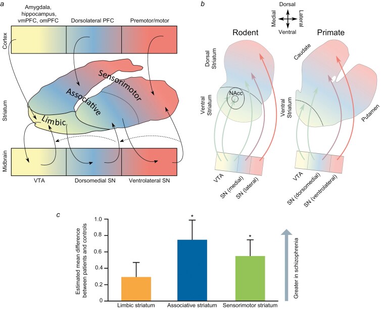 From theory to therapy: unlocking the potential of muscarinic receptor activation in schizophrenia with the dual M1/M4 muscarinic receptor agonist xanomeline and trospium chloride and insights from clinical trials.