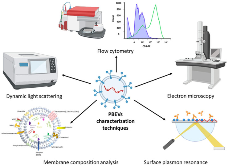 Stability Dynamics of Plant-Based Extracellular Vesicles Drug Delivery.