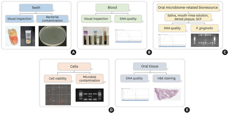 Standard operating procedures for quality control of oral biospecimens at the Korea Oral Biobank Network.