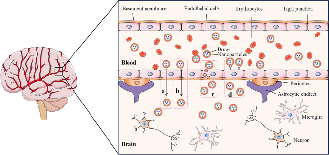 The STING Signaling: A Novel Target for Central Nervous System Diseases.